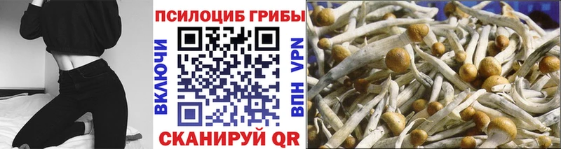 omg зеркало  Новая Усмань  Псилоцибиновые грибы GOLDEN TEACHER  купить  